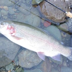 厳しい！ ～天竜川ルアーフライテンカラ専用区～